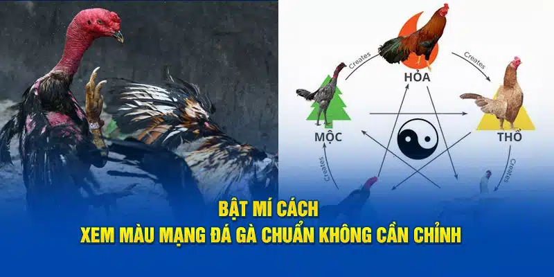 Bật mí cách xem màu mạng đá gà chuẩn không cần chỉnh