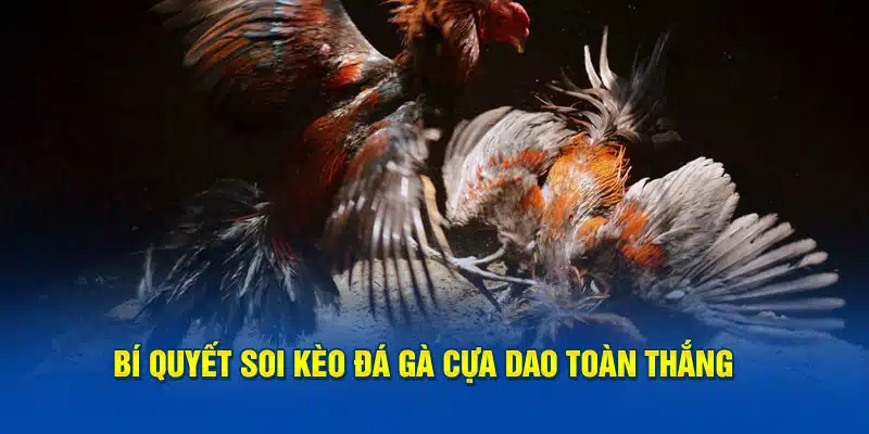 Bí quyết soi kèo đá gà cựa dao toàn thắng 