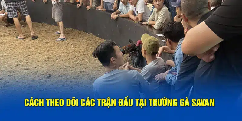 Cách theo dõi các trận đấu tại trường gà Savan 