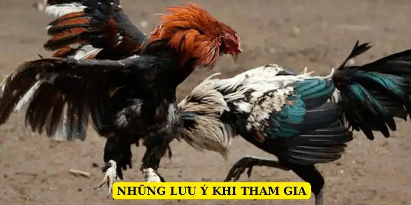 Cẩn thận trong quá trình cá cược đá gà