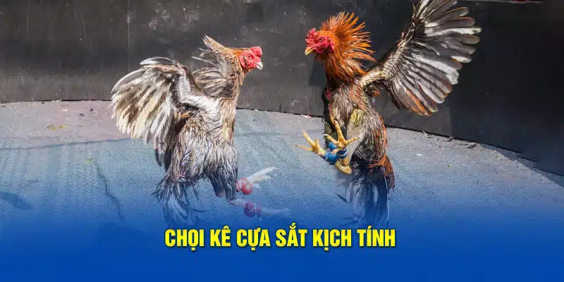 Chọi kê cựa sắt kịch tính