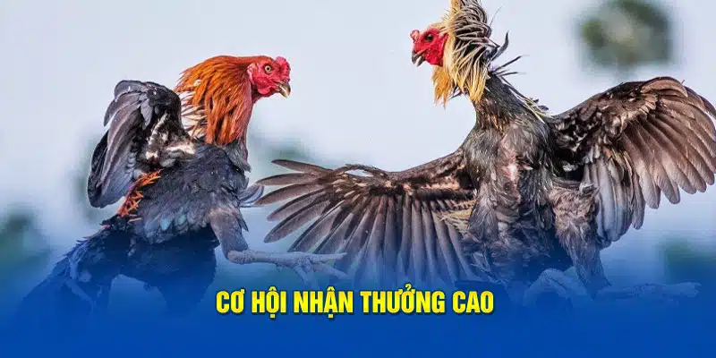 Cơ hội nhận thưởng cao