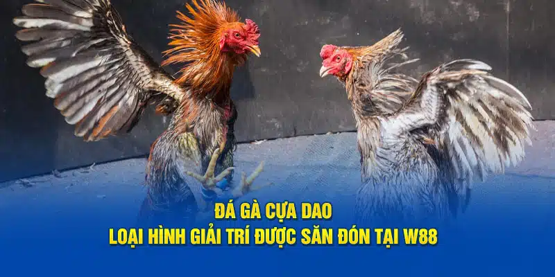 Đá gà cựa dao