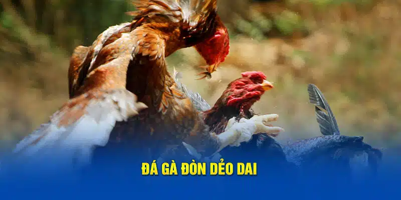 Đá gà đòn dẻo dai