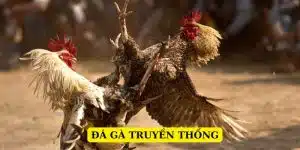 Đá gà truyền thống