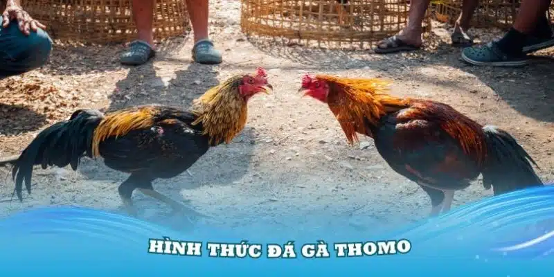 Một số hình thức đá gà Thomo được chơi nhiều nhất hiện nay