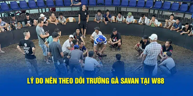 Lý do nên theo dõi trường gà Savan tại W88 