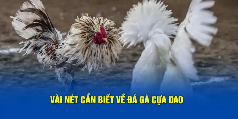 Vài nét cần biết về đá gà cựa dao